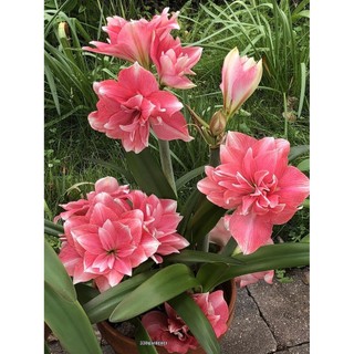 (GIÁ SỈ) Củ Hoa Huệ Kép