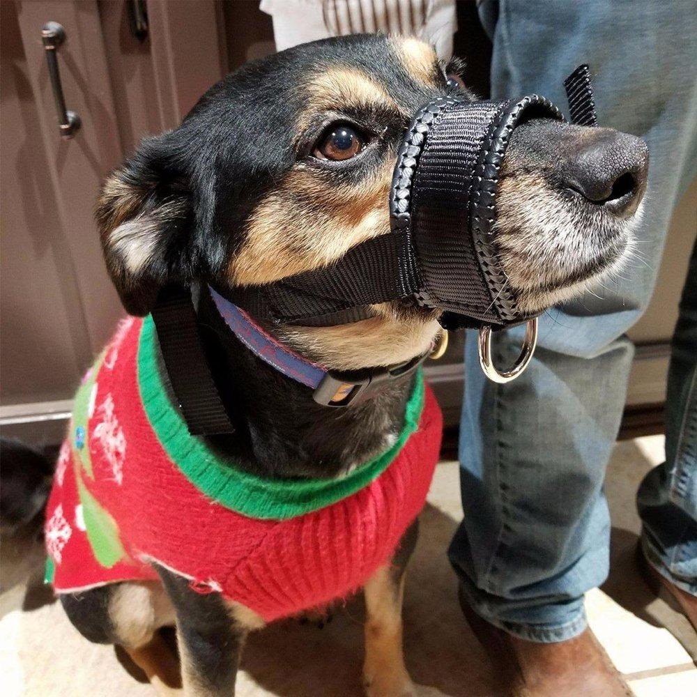 [COD] 1 Dây Dắt Chó Đi Dạo Mềm Mại Chống Sủa Chống Cắn Dễ Điều Chỉnh