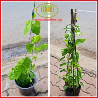 Cây giống sương sâm lá trơn và lá lông lấy lá vò ăn thanh mát giải nhiệt tặng phân bón