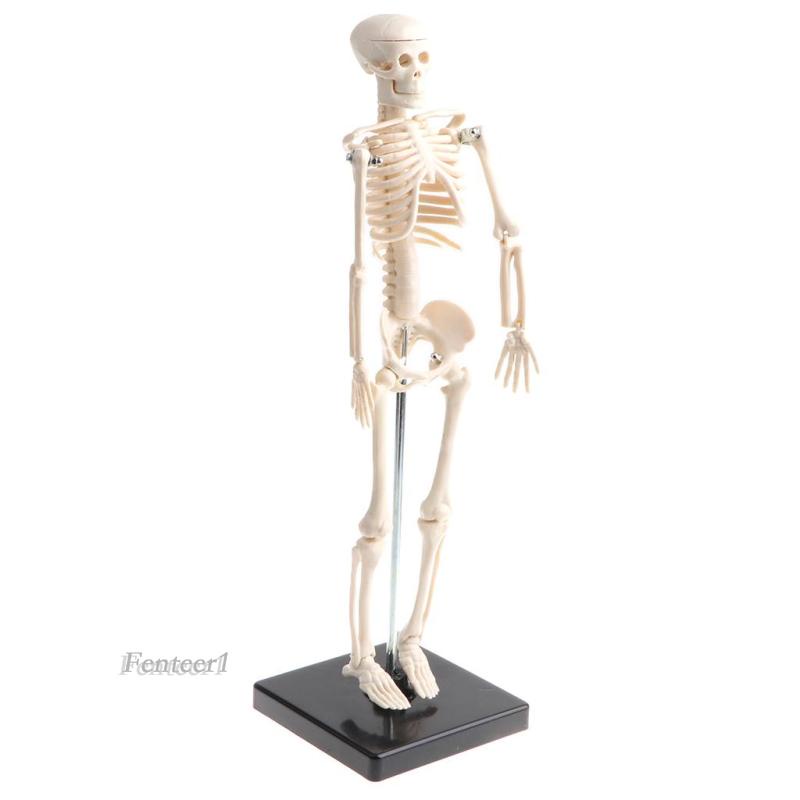 Mô Hình Bộ Xương Người Bằng Nhựa PVC 42cm 1 [Fenteer1]
