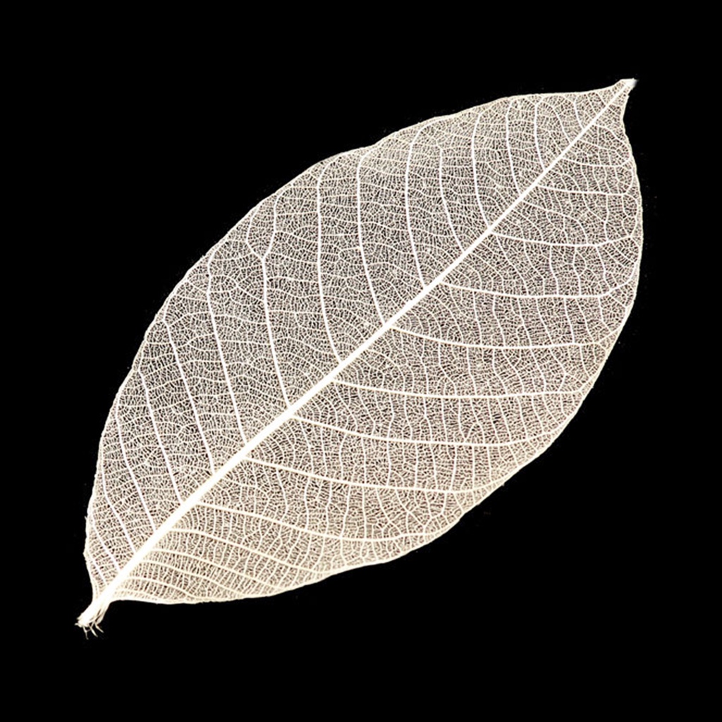 Bộ 100 Chiếc Lá Xương Tự Nhiên Nhiều Màu Sắc Dùng Đánh Dấu Trang Sách Kỉ Niệm