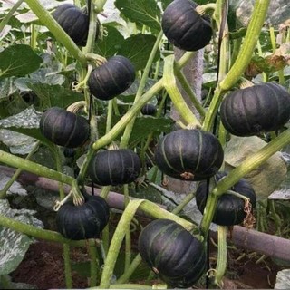 Hạt giống bí ngô siêu quả 5h khuyen mai