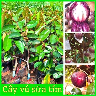 Cây vú sữa tím quả to siêu ngon ngọt mùi thơm hấp dẫn