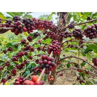 Cà Phê Quảng Trị Liberica