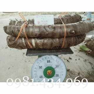 5kg củ bạc hà núi rừng già 5 năm tốt