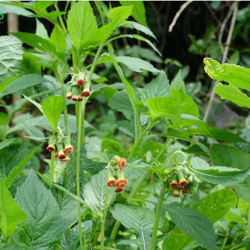 Cây tàu bay  khô 500g