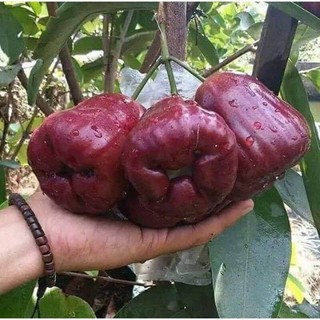 Cây mận thái siêu ngọt