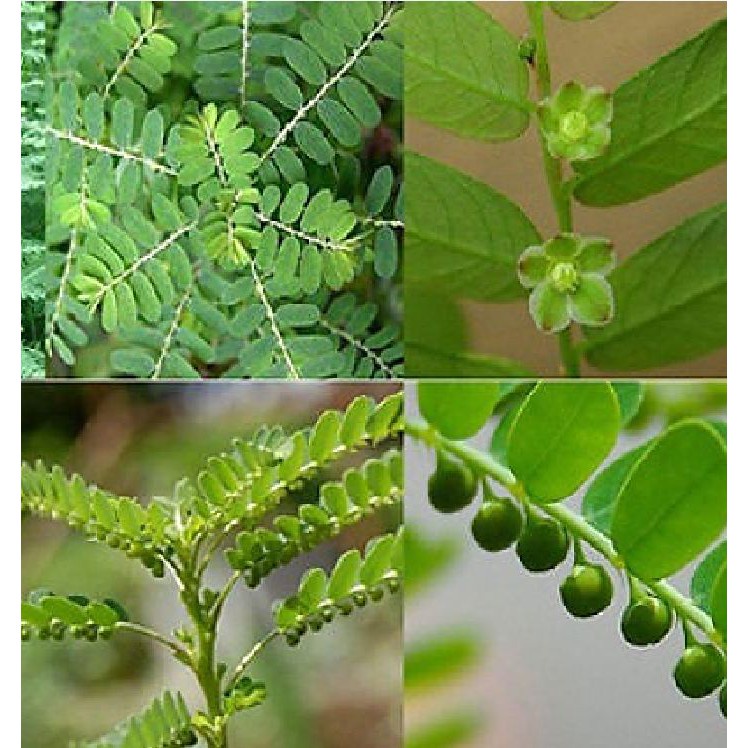 Hạt Giống Cây Diệp Hạ Châu ( Cây chó đẻ - 50 hạt ) - Tính mát, Lợi tiểu, Sát trùng