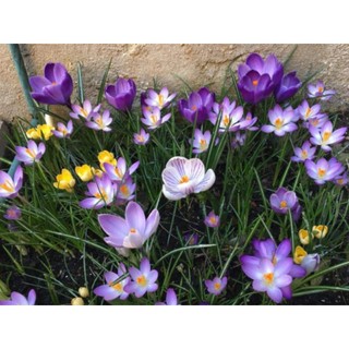 1 Củ hoa nghệ tây saffron
