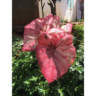 củ môn đỏ hồng