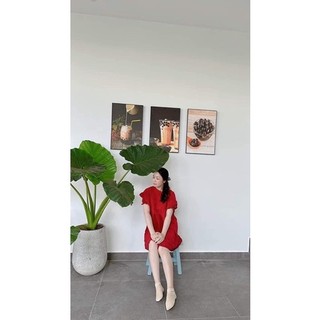 ráy voi làm cảnh (củ giống đẹp)