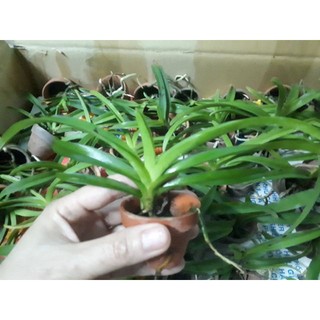 HOA LAN VANDA