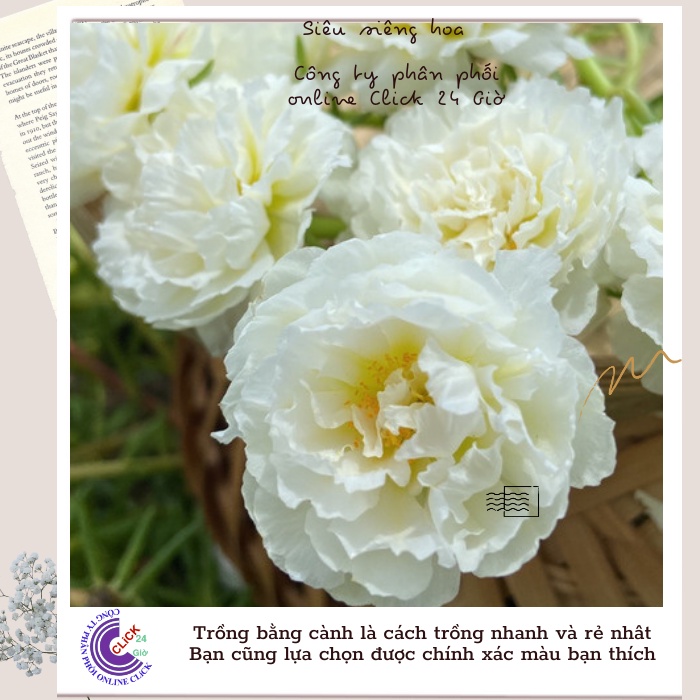 Hoa Mười Giờ Trắng Bạc Hà hoa mười giờ MiMa market