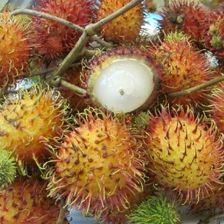CÂY GIỐNG CHÔM CHÔM NHÃN SIÊU NGON (chi  lăng shop 47 )