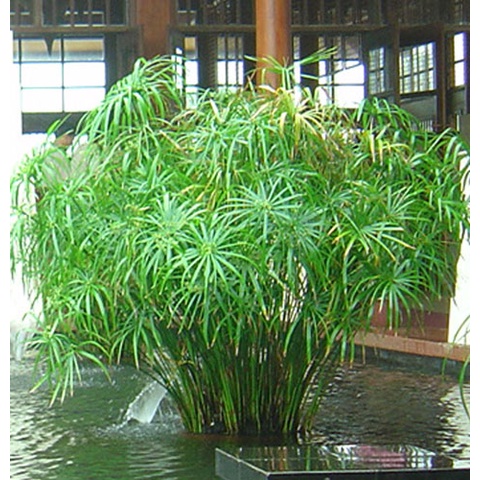 Cây thủy Trúc cây thủy sinh - trang trí hồ cá cảnh, cắm hoa