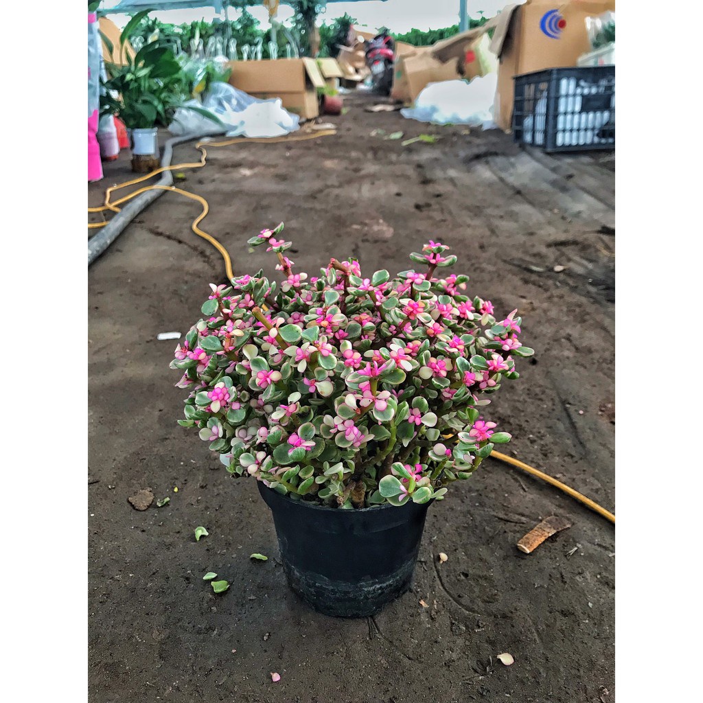 Sen đá dola hồng trồng chậu, chiều cao10-15cm cây có sức sống tốt dùng trang trí deco phòng ngủ, bàn làm việc