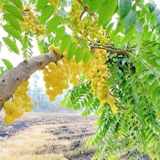 Cây Chùm Ruột Ngọt Siêu Trái