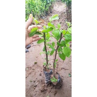 CÂY GIỐNG TÁO ĐẠI (ĐẠI TÁO)