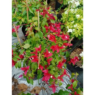 CÂY BẦU CON GIỐNG BÔNG GIẤY ĐỎ LỬA