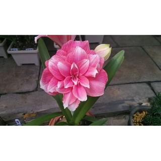 Hoa Lan huệ cánh kép Double Dream( Hoa loa kèn, Amaryllis)