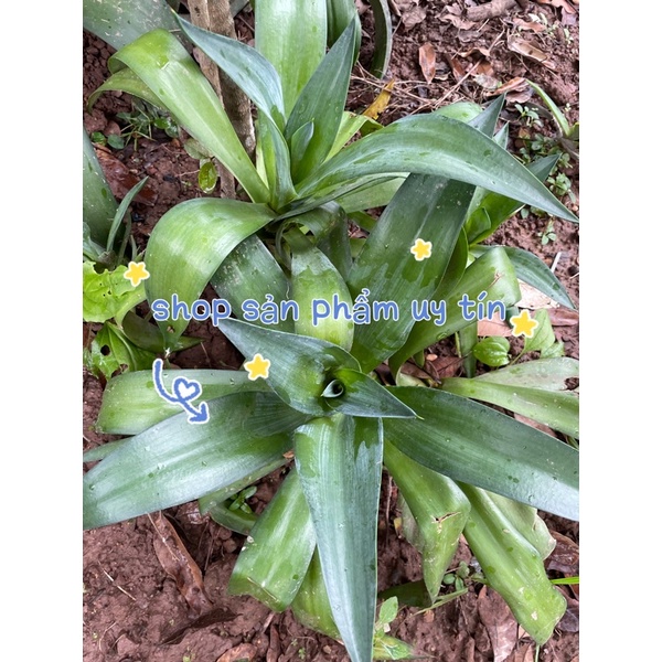 Cây dứa cảnh nam mỹ