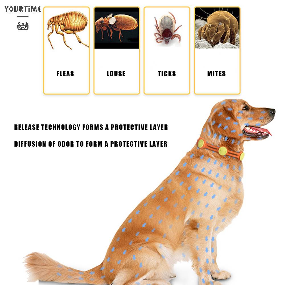 Vòng Cổ ChốNg BọC Cho Thú Cưng