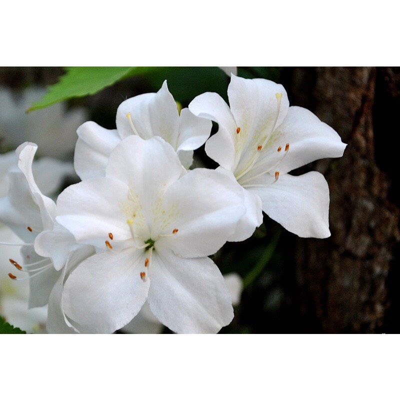 Cây Đỗ Quyên sắp có hoa