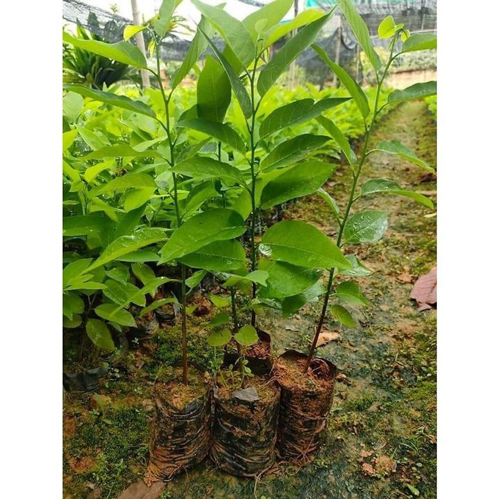 CÂY GIỐNG NA THÁI QUẢ SIÊU TO