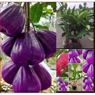 Cây giống roi tím thái f1