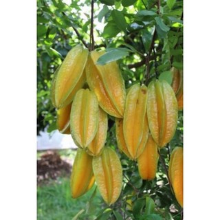 CÂY GIỐNG KHẾ QUẢ TO SIÊU NGỌT MỌNG NƯỚC- CÂY CAO 50-65CM