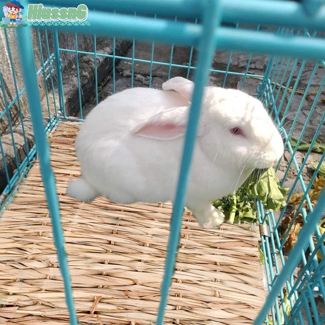 Thảm Rơm Bện Xinh Xắn Lót Chuồng Hamster / Thỏ / Hamster