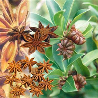 cây giống cây hoa hồi (cây đại hồi)
