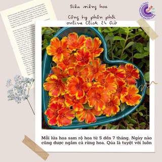 Cành giống hoa sam thái phượng vàng màu 170 hoa mười giờ sam đơn thái mima market