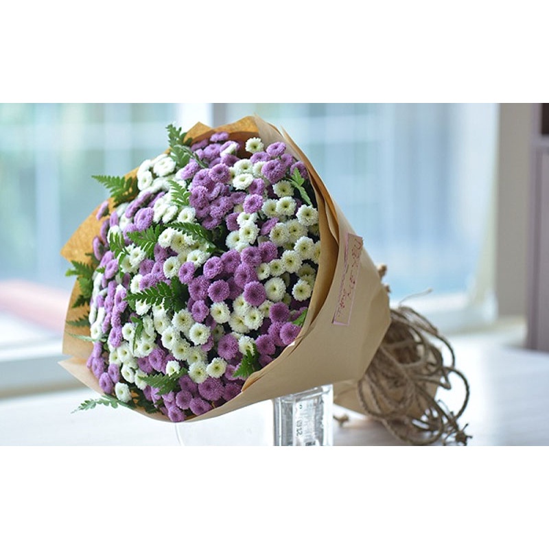 Cúc calimero đủ màu- cây giống lên bầu đảm bảo