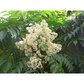 cây xoan đào giống (cây dâu da xoan )