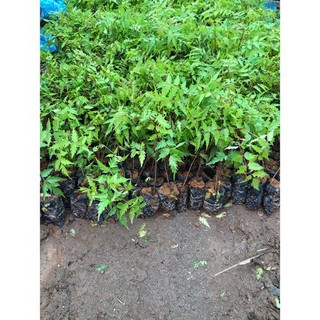 cây xoan đào giống (cây dâu da xoan )