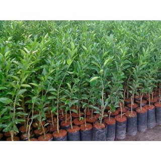 Cây Giống Quýt đường ( quýt ngọt)