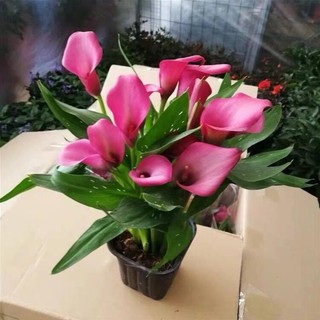 Củ hoa giống hoa rum nam phi mixx đủ màu