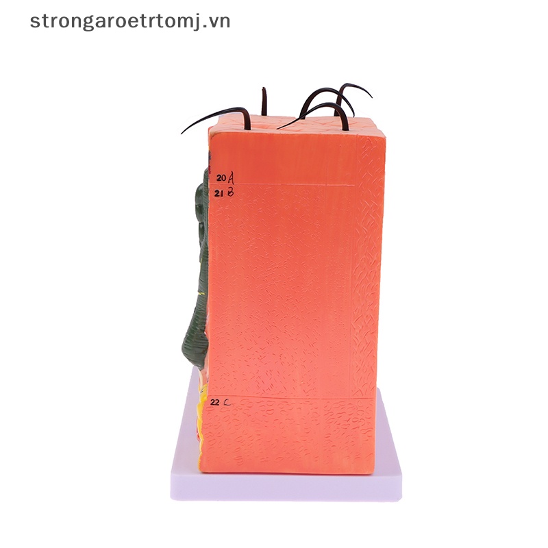 Mô Hình Cấu Trúc Da Người Strongaroetrtomj 35 / 50 Giờ