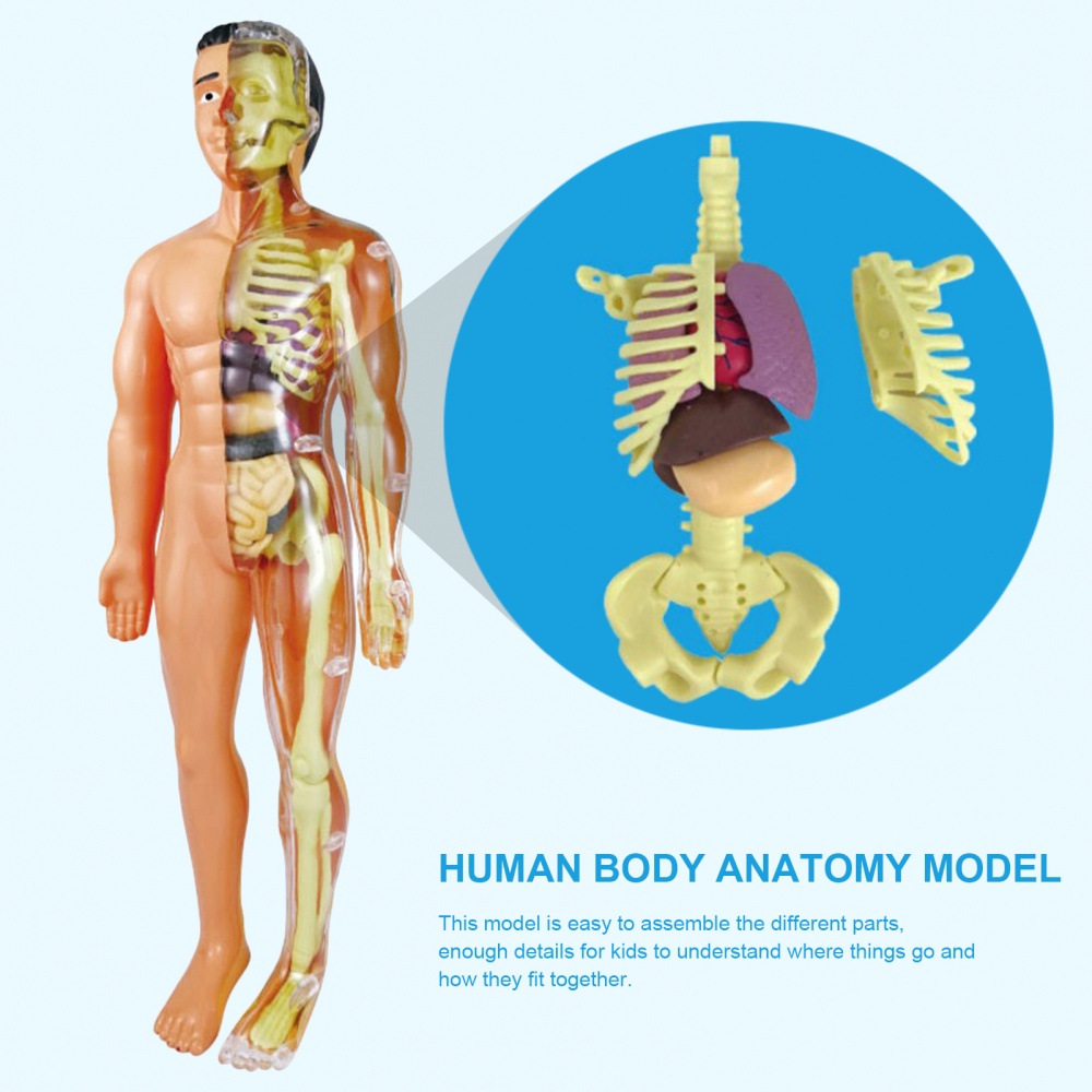 HUMAN BODY MODEL 28CM ANATOMY DISPLAY ORGAN ASSEMBLY HUMAN SKELETON SET SCIENCE SAINS MODEL