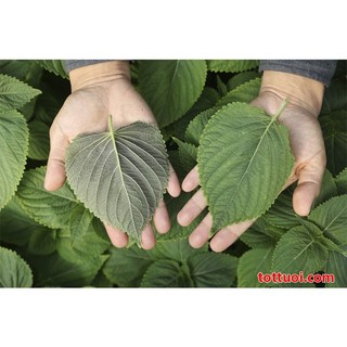 Hạt Giống Lá Mè Hàn Quốc (Vừng Hàn Quốc) (0.5Gr)