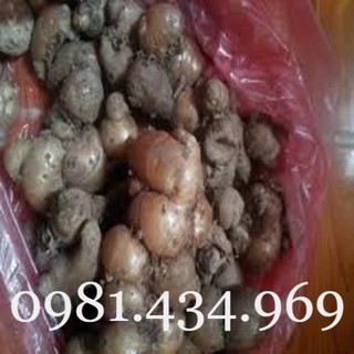 Củ địa liền 01kg đẹp mới