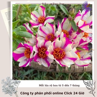 1 ký cành giống hoa sam sọc hoa mười giờ sam thái riêng màu sam sọc hoa mười giờ bonsai & phụ kiện