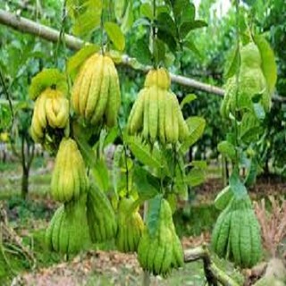 CÂY GIỐNG PHẬT THỦ SIÊU QUẢ