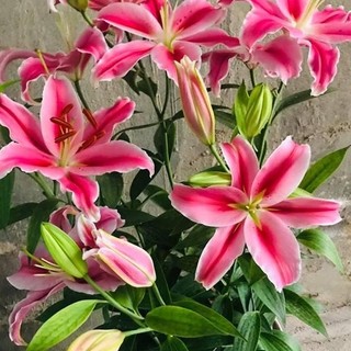 Củ ly kép, ly cao thơm Hà Lan (tặng kèm phân)