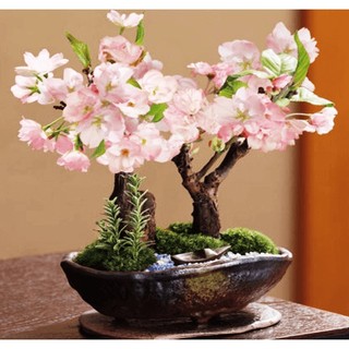 Hạt giống hoa anh đào nhật bản  -