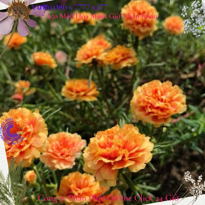 Hoa Mười Giờ Thái Kép Màu Vàng Mật Ong Cành Giống Bộ Sưu Tập Hơn 30 Màu Tiểu Hoa Hồng