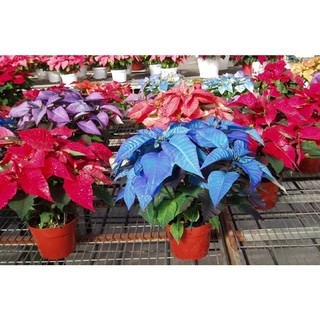Cây giống hoa trạng nguyên(mua 5 tặng 1)