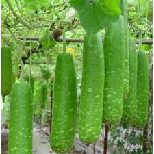 Hạt giống Bầu sao lai F1  gói 10 hạt