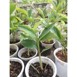 củ hoa giềng tía cho Tết